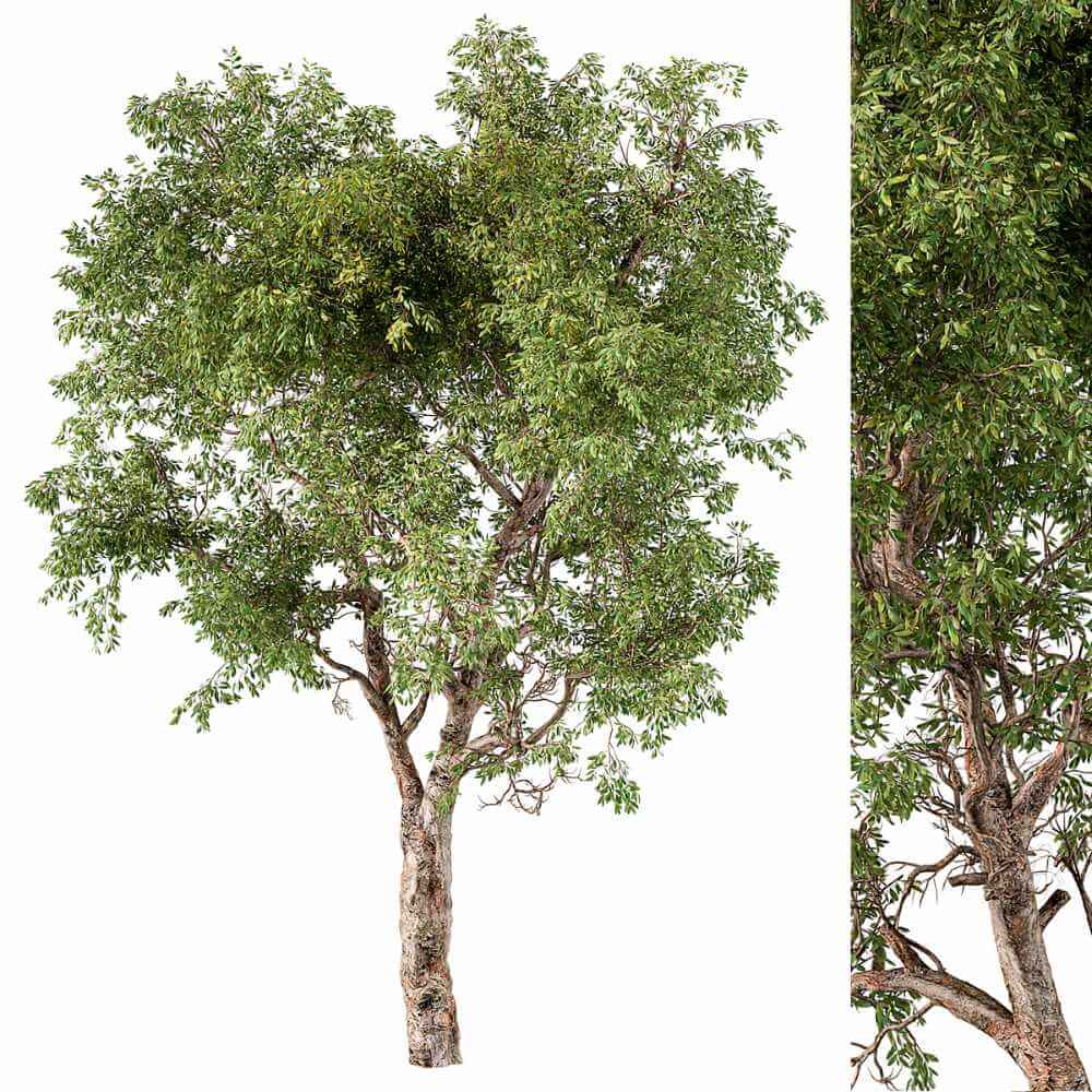 阔叶树3D模型（OBJ,MAX）