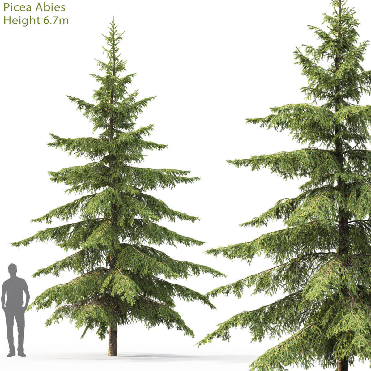 高大的云杉树3D模型（FBX,MAX）