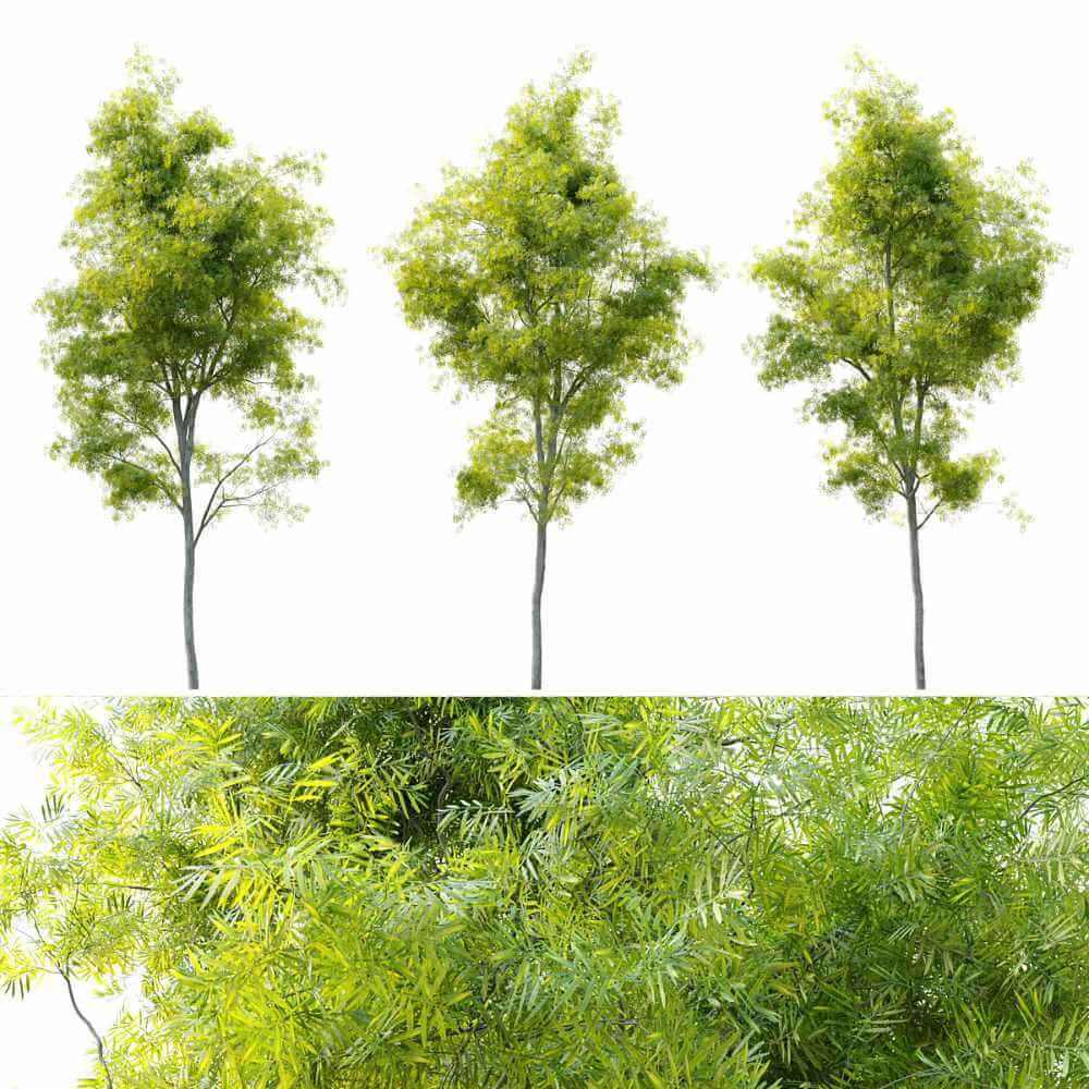 Acacia retinodes合欢树 相思树3D模型（OBJ,MAX）