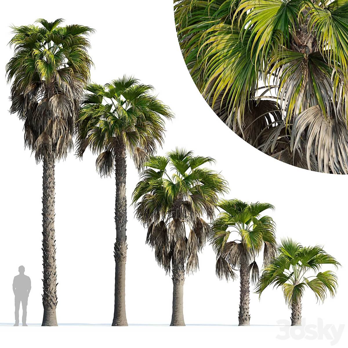 Washingtonia robusta大丝葵棕榈树3D模型（FBX,MAX）