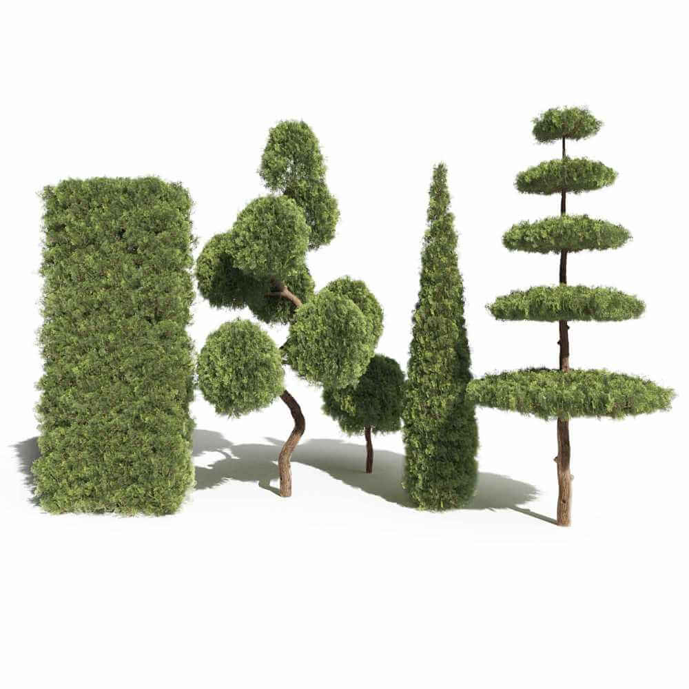 崖柏植物树篱 崖柏景观树 植物景观3D模型（FBX,MAX）