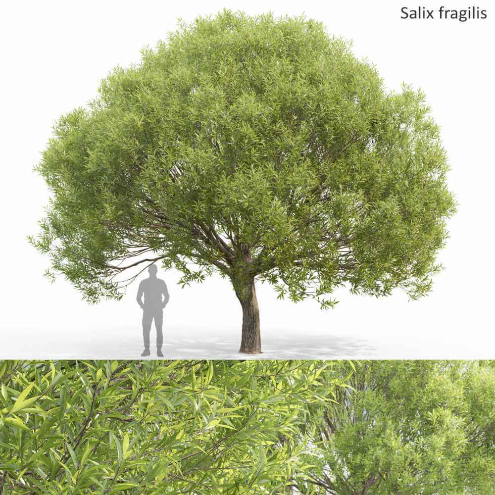 Salix fragilis爆竹柳树3D模型（OBJ,MAX）